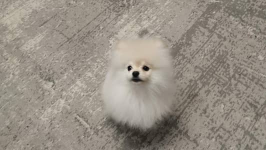 Pomeranian