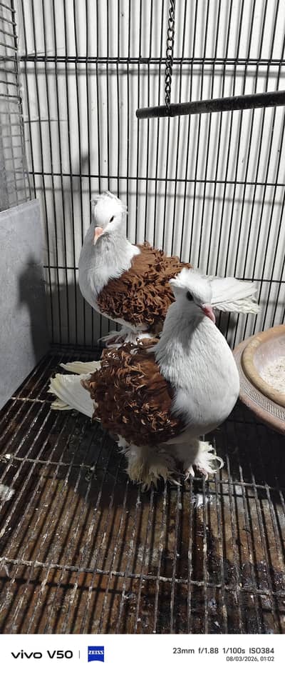 bareedar payer full  03236662599