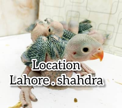 green  ringneck parrot chicks | in lahore | ringneck | Parrot baby