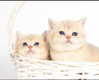 British shorthair