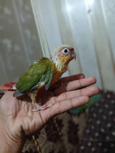 pineapple conure chicks