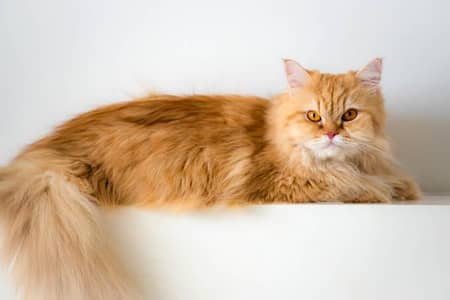 Persian Cat  for Sale