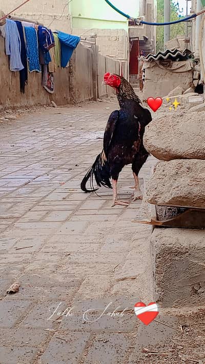 jawa black jawa bnd jor