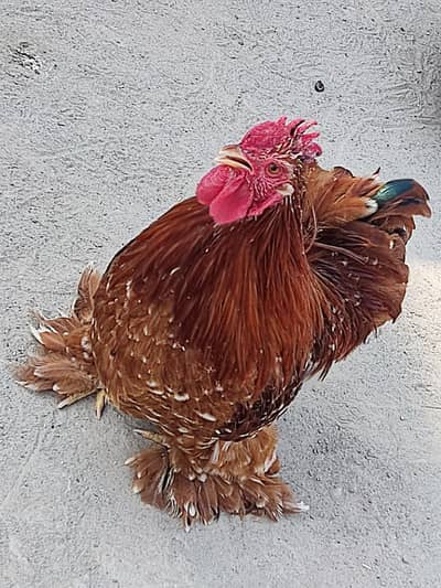 Fancy han breeds adult piece or pairs