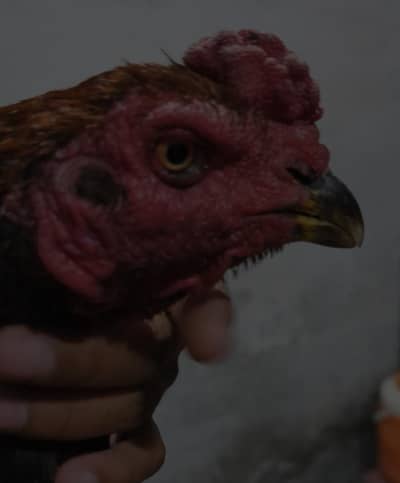 High Quality Aseel Roosters & Hens for Sale