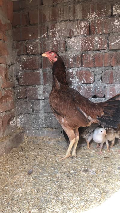 High Quality Aseel Roosters & Hens for Sale