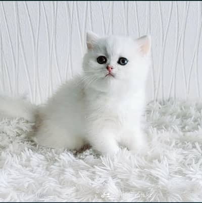 British shorthair