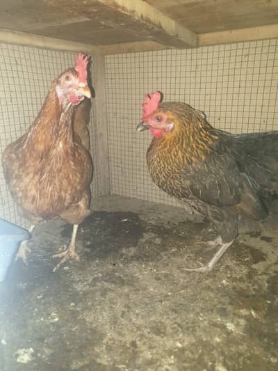 golden misri egg lying hens