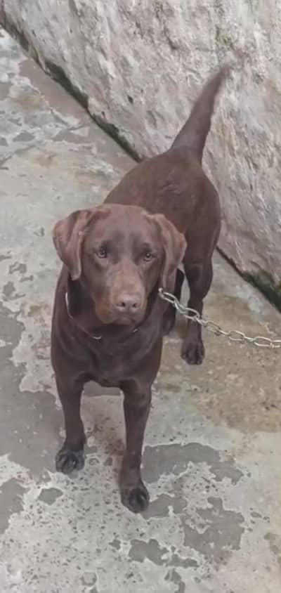 Labrador female