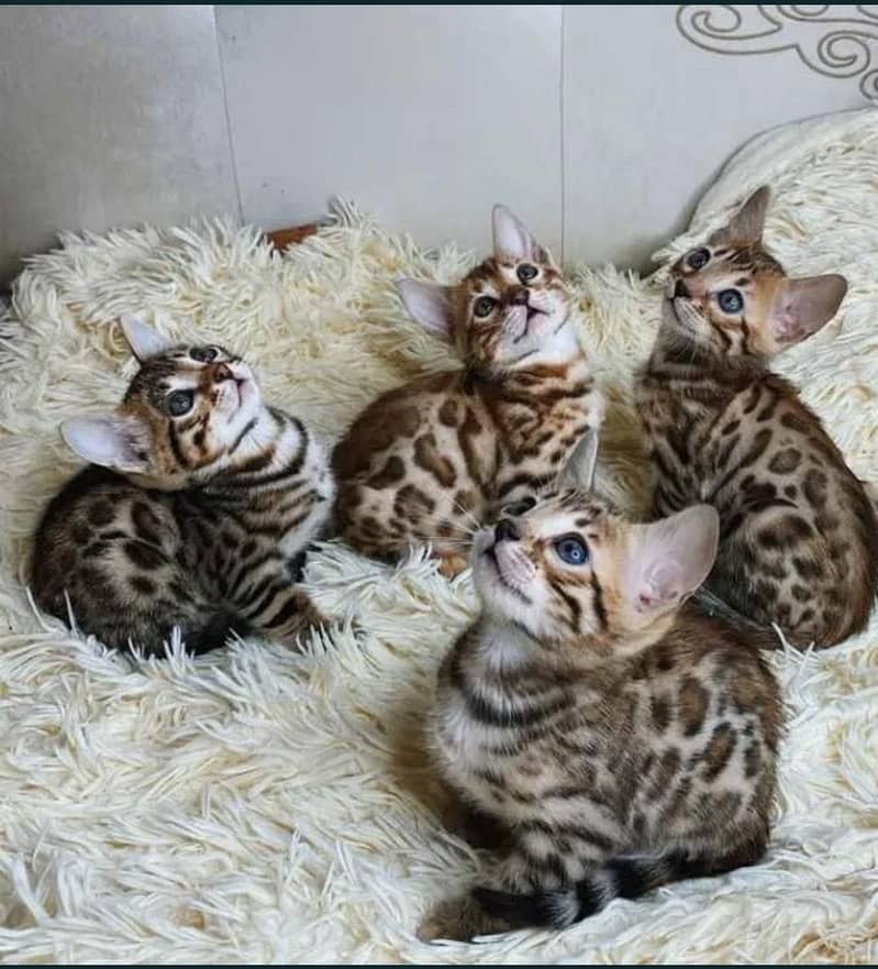 Bengal 0
