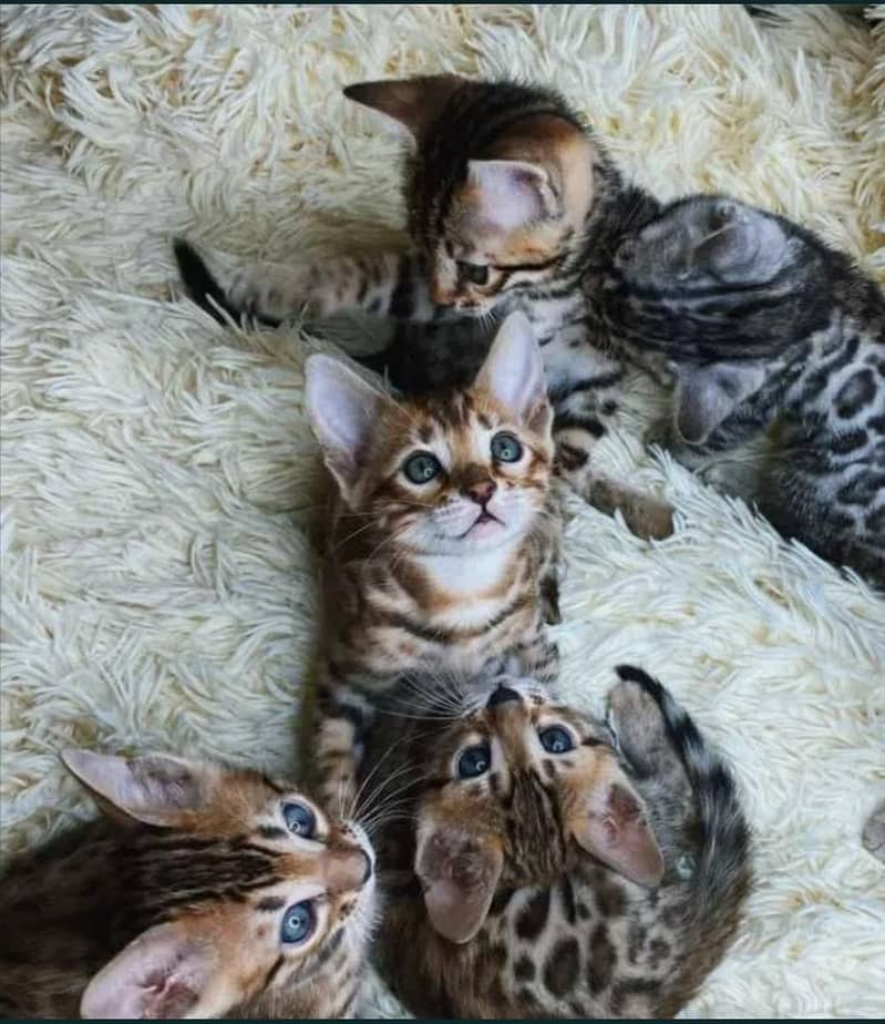 Bengal 1