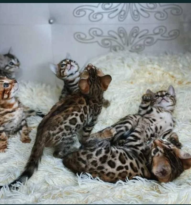 Bengal 2