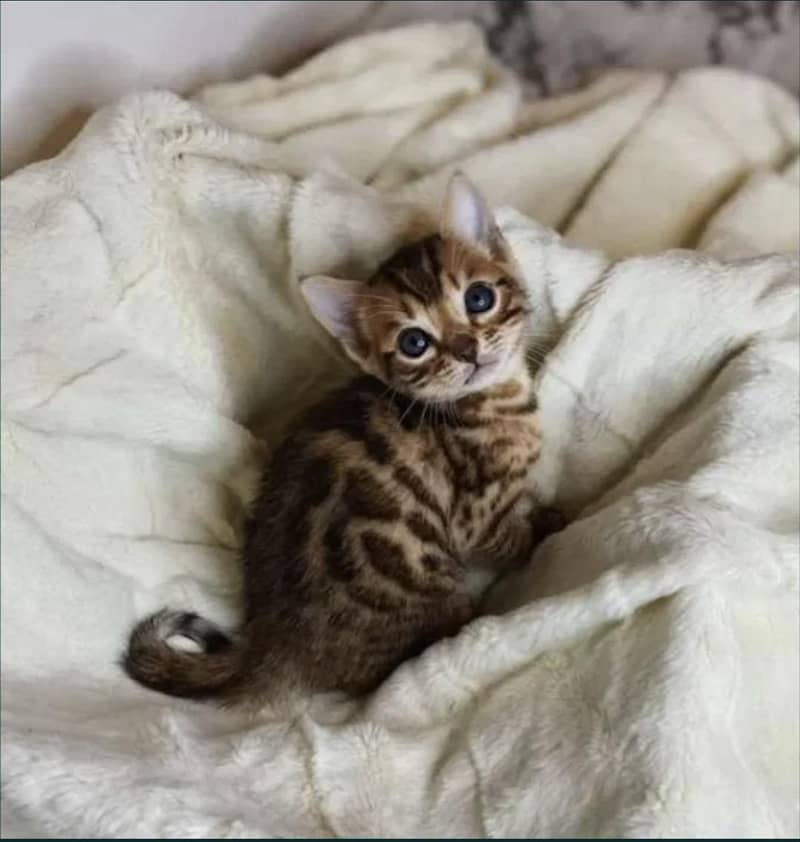 Bengal 3