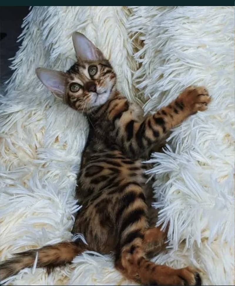 Bengal 4