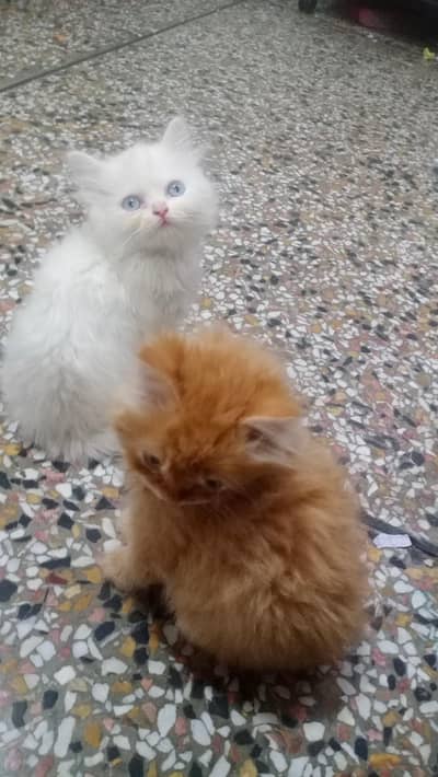 Persian male kittens blue eyes tripple coated