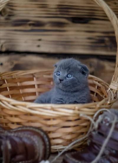 Scottish fold