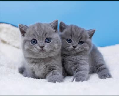 British shorthair