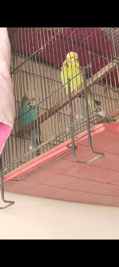 nail tel flying All ok