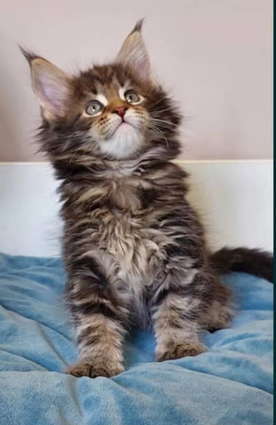 Maine coon