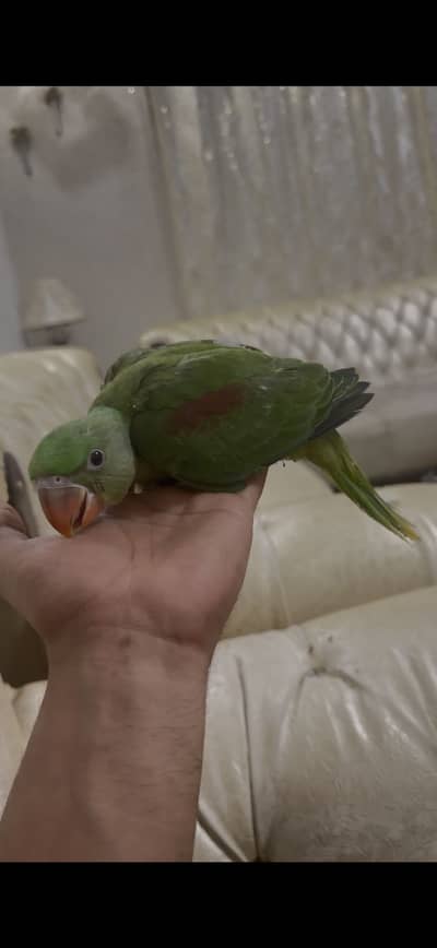 Raw alexender chick full cover