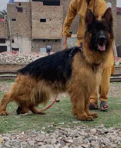 topper long coat black mass German Shepherd female