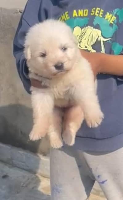 German shepherd puppies