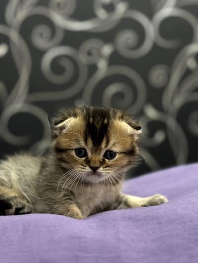 Scottish fold