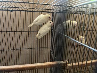 Albino Red Eyes Pair with DNA