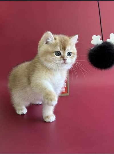 British shorthair