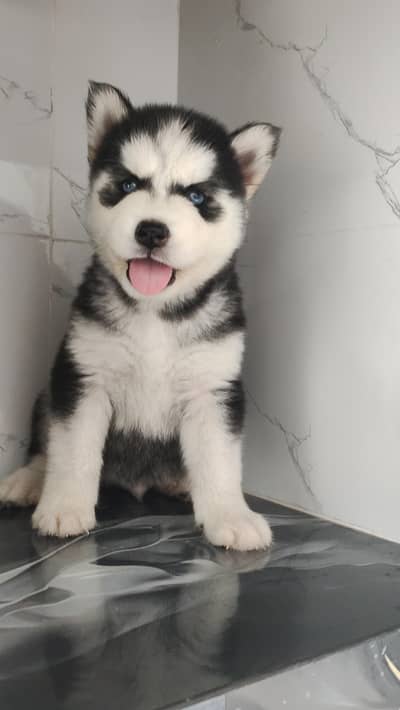 Siberian Husky puppies for Sale. .