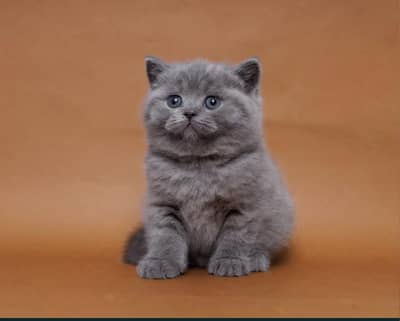 British shorthair
