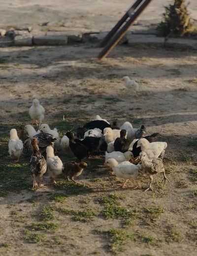 light sussex heritage