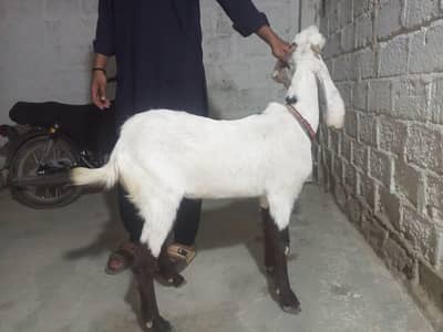 Nagri Bakra Pakka kheera  03702330350