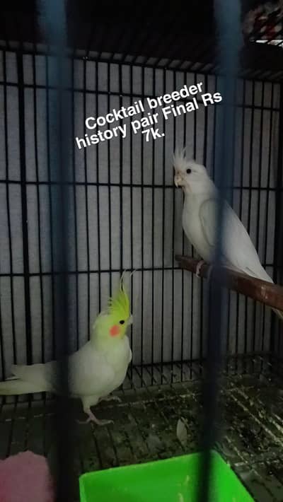 Cocktail breeder history pair