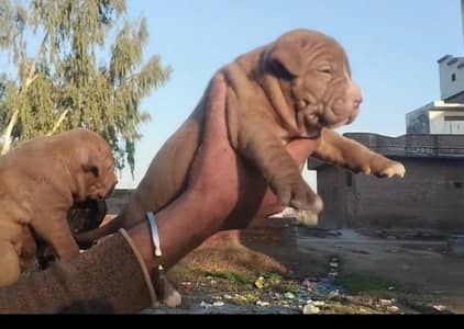 pitbull puppies available