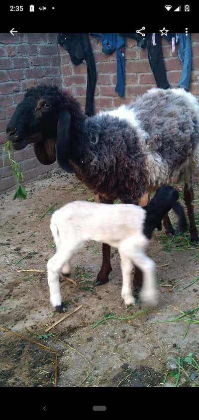 sheep with 1kid