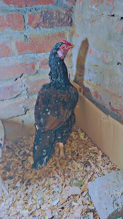 Amroha Aseel Female - High Quality Breeder Hen
