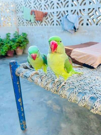 raw Parrott mall fimail