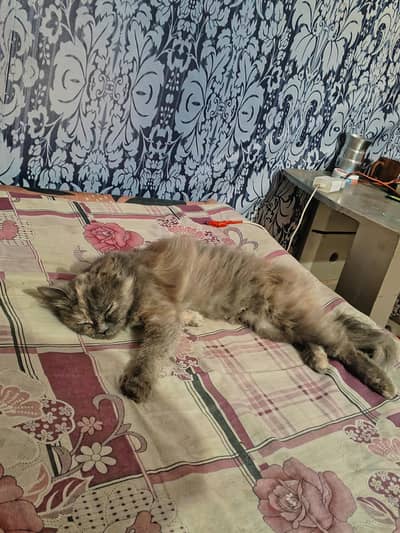 Grey Persian cat (very friendly)