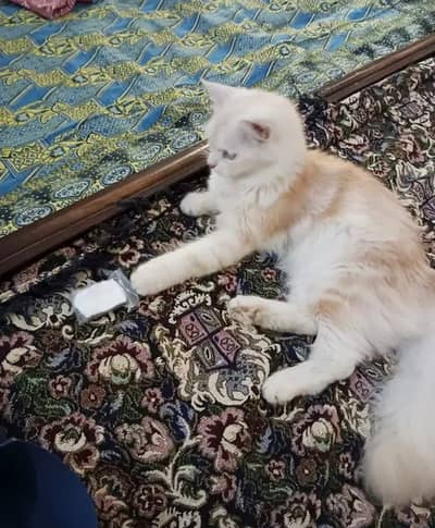 White and Ginger Female Cat