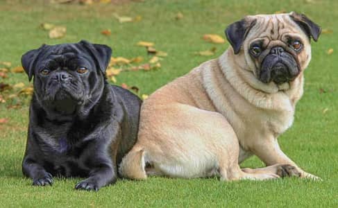 Pug Pair Available
