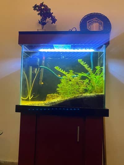 fish Aquarium planted