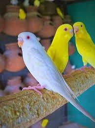 red eye budgies in yellow white clr breeder pairs also available