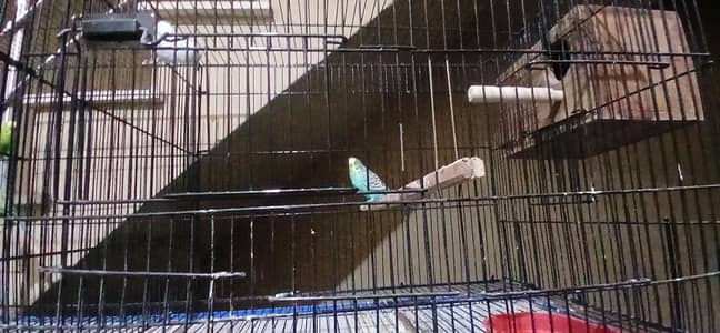 Australian breeder pairs