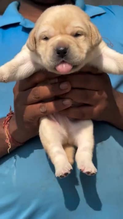 Top Quality British Labrador Available And Breeds For Sale