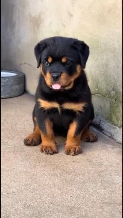 Top Quality Rottweiler Puppy for Sale