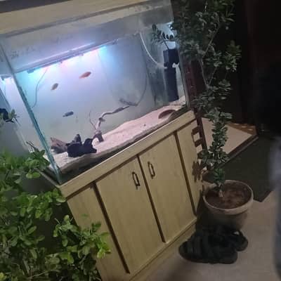 2.3 ft tank with two chichlids