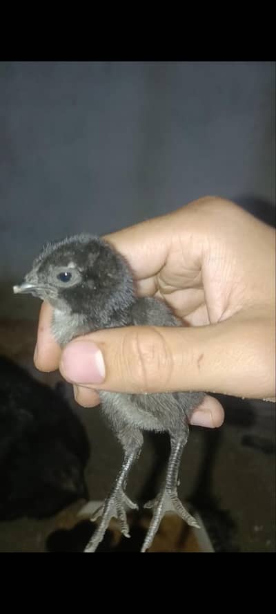 Asalamoalikom. dragon black skin chicks Available pr piece 1500