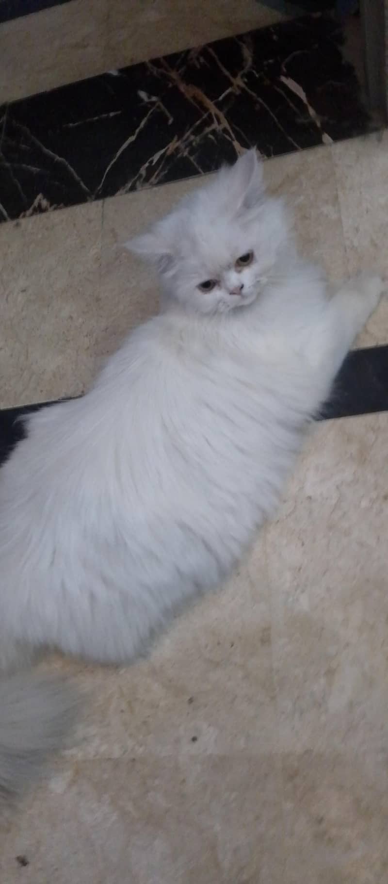 Persian 0