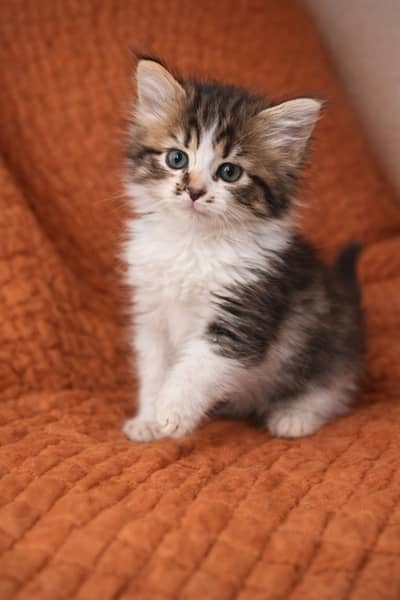 Cute Male Kittens